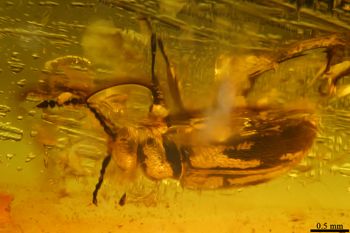Media type: image;   Entomology PALE-19323